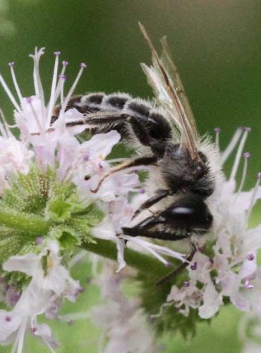 Réf. 333 295 : Andrena sp.